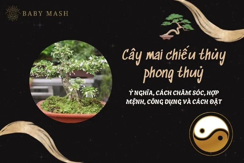 Cây mai chiếu thủy phong thuỷ 2025: Ý nghĩa, cách chăm sóc, hợp mệnh, công dụng và cách đặt