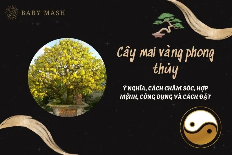 Cây mai vàng phong thủy 2025: Ý nghĩa, cách chăm sóc, hợp mệnh, công dụng và cách đặt