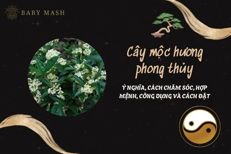 Cây mộc hương phong thủy 2025: Ý nghĩa, cách chăm sóc, hợp mệnh, công dụng và cách đặt