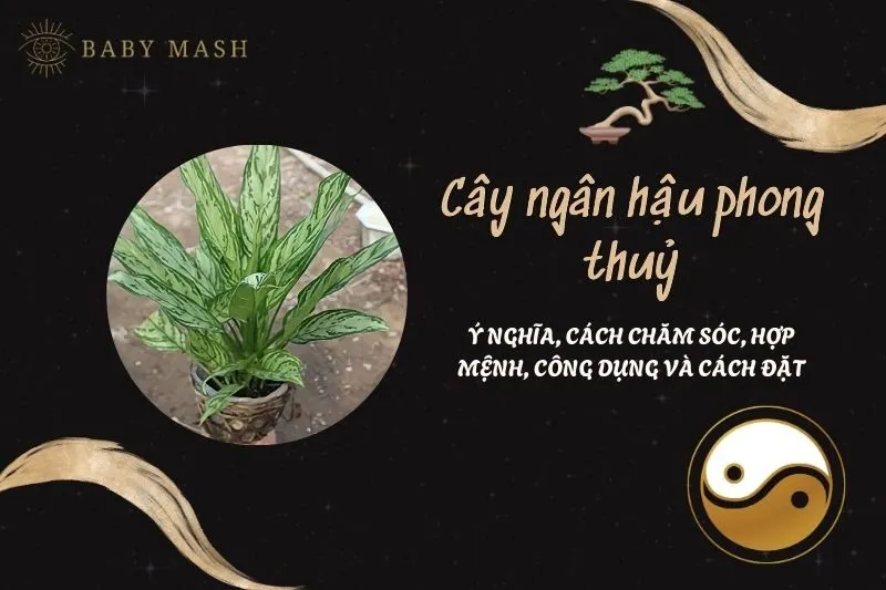 Cây ngân hậu phong thuỷ 2025: Ý nghĩa, cách chăm sóc, hợp mệnh, công dụng và cách đặt