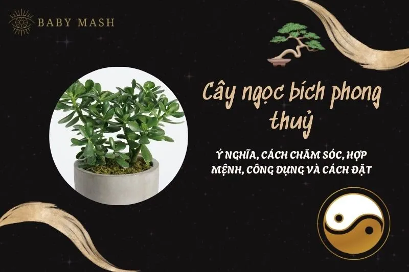 Cây ngọc bích phong thuỷ 2025: Ý nghĩa, cách chăm sóc, hợp mệnh, công dụng và cách đặt
