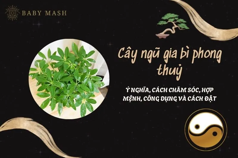 Cây ngũ gia bì phong thuỷ 2025: Ý nghĩa, cách chăm sóc, hợp mệnh, công dụng và cách đặt