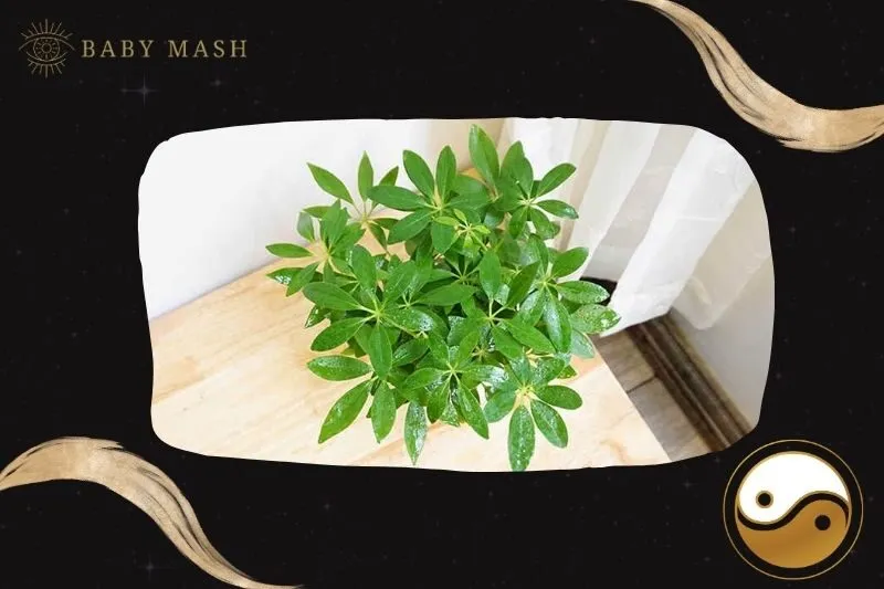Cây ngũ gia bì phong thuỷ