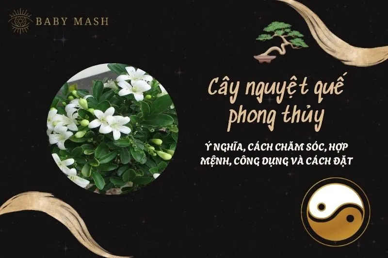 Cây nguyệt quế phong thủy 2025: Ý nghĩa, cách chăm sóc, hợp mệnh, công dụng và cách đặt