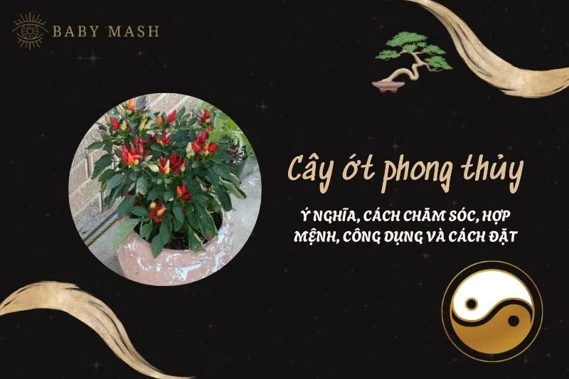 Cây ớt phong thủy 2025: Ý nghĩa, cách chăm sóc, hợp mệnh, công dụng và cách đặt