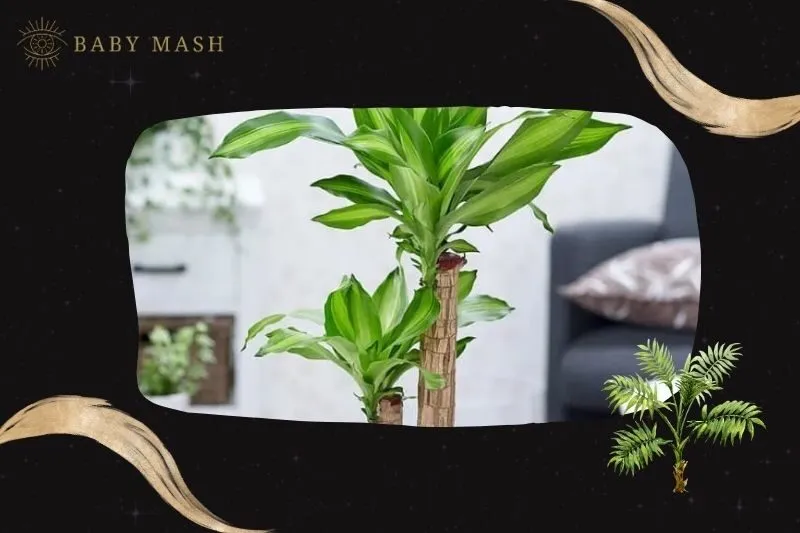 Cây Phất Dụ phong thủy hợp mệnh nào?
