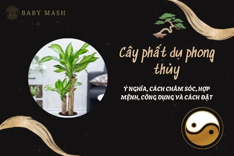 Cây phất dụ phong thủy 2025: Ý nghĩa, cách chăm sóc, hợp mệnh, công dụng và cách đặt