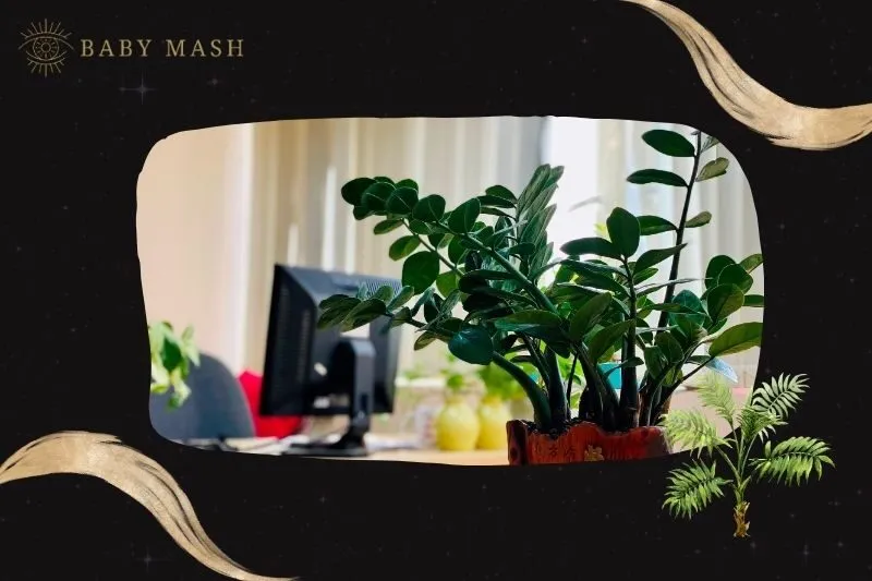 Cây phát tài phong thủy hợp mệnh nào?