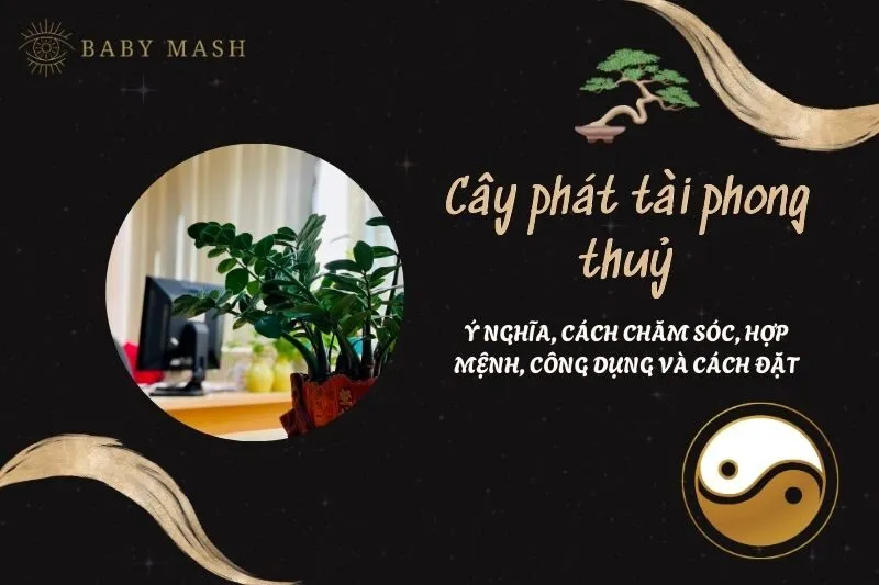 Cây phát tài phong thuỷ 2025: Ý nghĩa, cách đặt, hợp mệnh, công dụng và cách chăm sóc