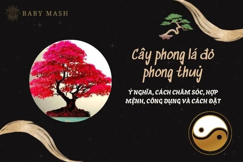 Cây phong lá đỏ phong thuỷ 2025: Ý nghĩa, cách chăm sóc, hợp mệnh, công dụng và cách đặt
