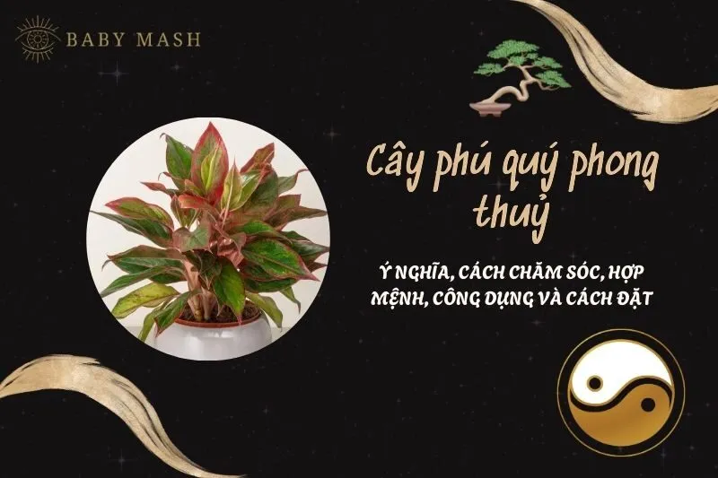 Cây phú quý phong thuỷ 2025: Ý nghĩa, cách chăm sóc, hợp mệnh, công dụng và cách đặt