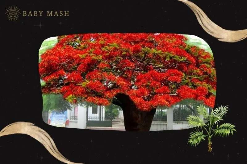 Cây phượng vĩ hợp mệnh nào?