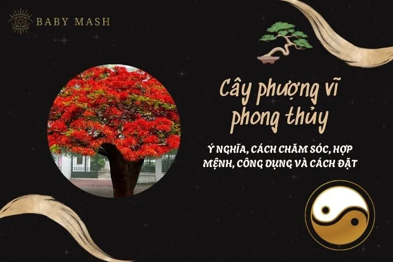 Cây phượng vĩ phong thủy 2025: Ý nghĩa, cách chăm sóc, hợp mệnh, công dụng và cách đặt