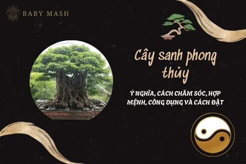 Cây sanh phong thủy 2025: Ý nghĩa, cách chăm sóc, hợp mệnh, công dụng và cách đặt
