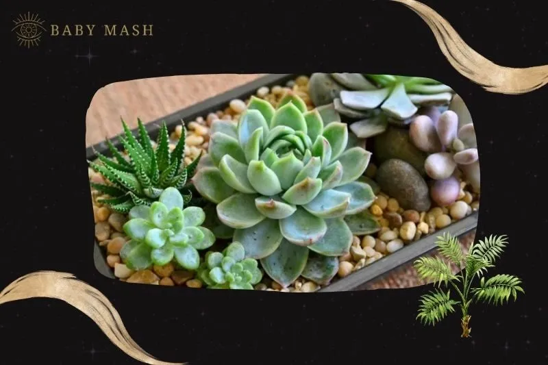 Cây sen đá phong thủy hợp mệnh nào?