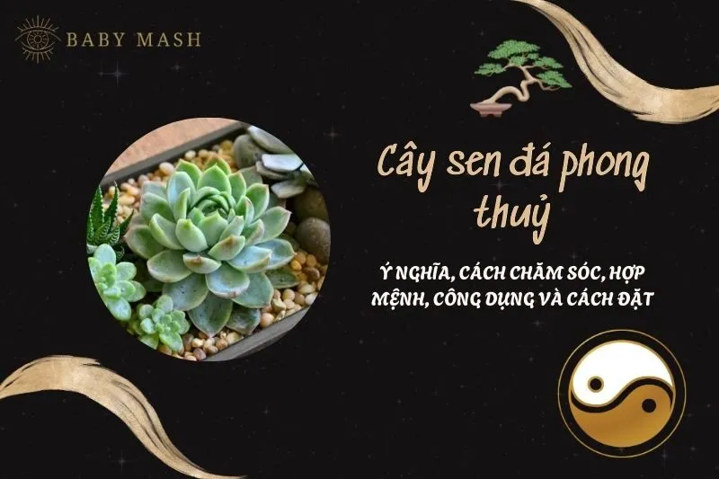 Cây sen đá phong thuỷ 2025: Ý nghĩa, cách chăm sóc, hợp mệnh, công dụng và cách đặt