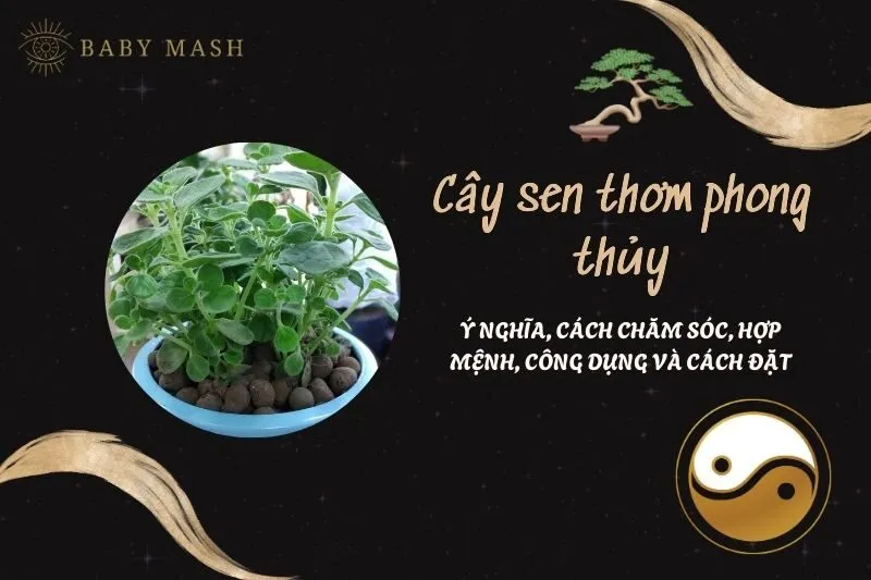 Cây sen thơm phong thủy 2025: Ý nghĩa, cách chăm sóc, hợp mệnh, công dụng và cách đặt