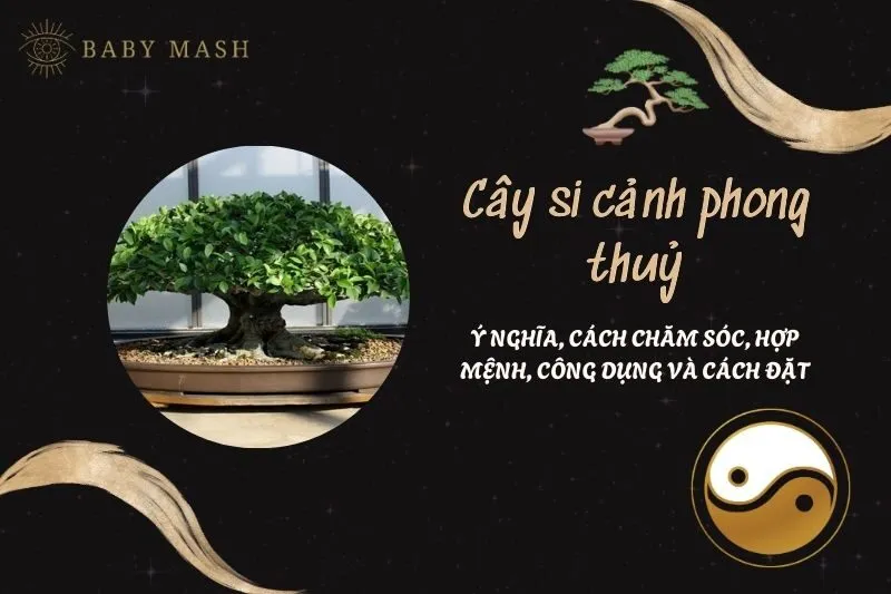 Cây si cảnh phong thuỷ 2025: Ý nghĩa, cách chăm sóc, hợp mệnh, công dụng và cách đặt