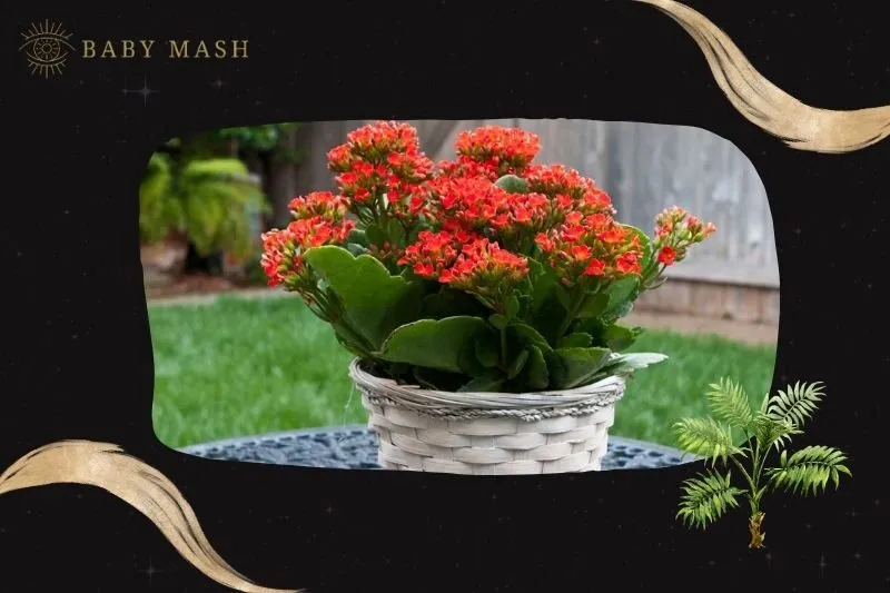 Cây sống đời phong thủy hợp mệnh nào?