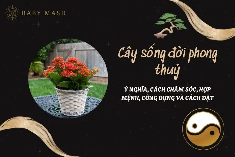 Cây sống đời phong thuỷ 2025: Ý nghĩa, cách chăm sóc, hợp mệnh, công dụng và cách đặt