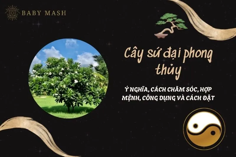 Cây sứ đại phong thủy 2025: Ý nghĩa, cách chăm sóc, hợp mệnh, công dụng và cách đặt