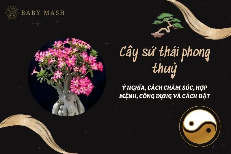 Cây sứ thái phong thuỷ 2025: Ý nghĩa, cách chăm sóc, hợp mệnh, công dụng và cách đặt