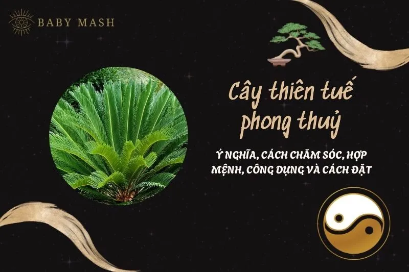 Cây thiên tuế phong thuỷ 2025: Ý nghĩa, cách chăm sóc, hợp mệnh, công dụng và cách đặt