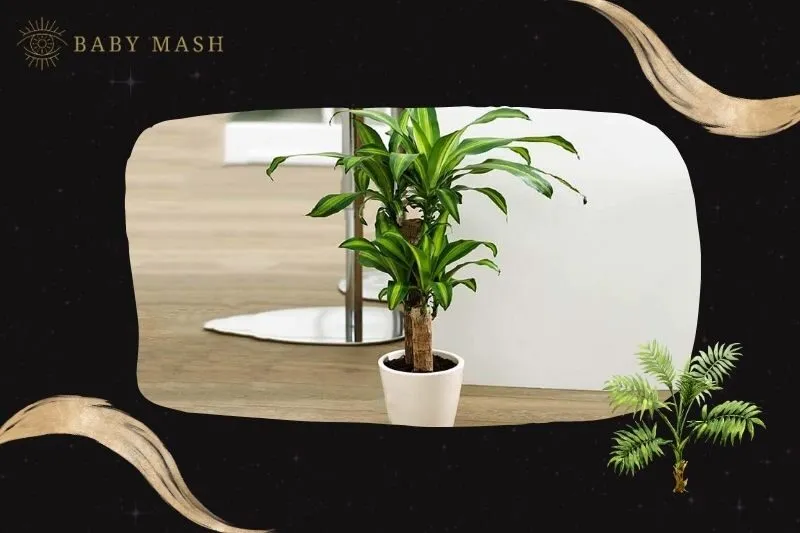 Cây thiết mộc lan hợp mệnh nào?