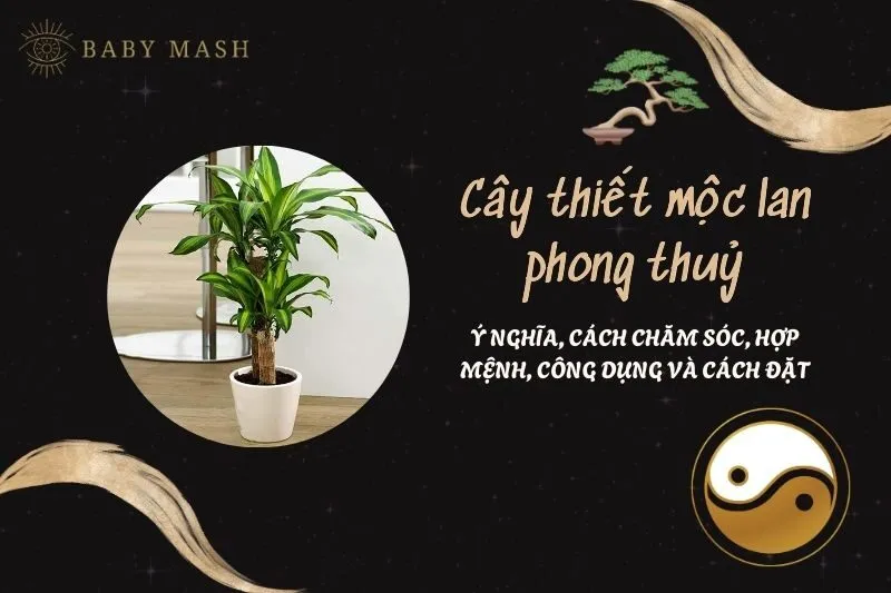 Cây thiết mộc lan phong thuỷ 2025: Ý nghĩa, cách chăm sóc, hợp mệnh, công dụng và cách đặt