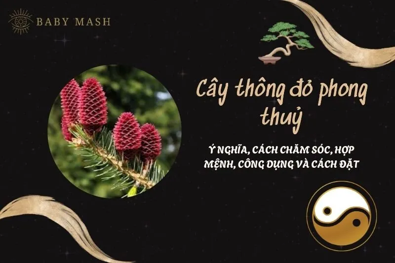 Cây thông đỏ phong thuỷ 2025: Ý nghĩa, cách chăm sóc, hợp mệnh, công dụng và cách đặt