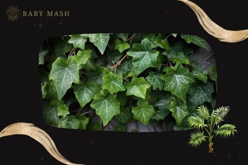 Cây thường xuân phong thuỷ hợp mệnh nào?