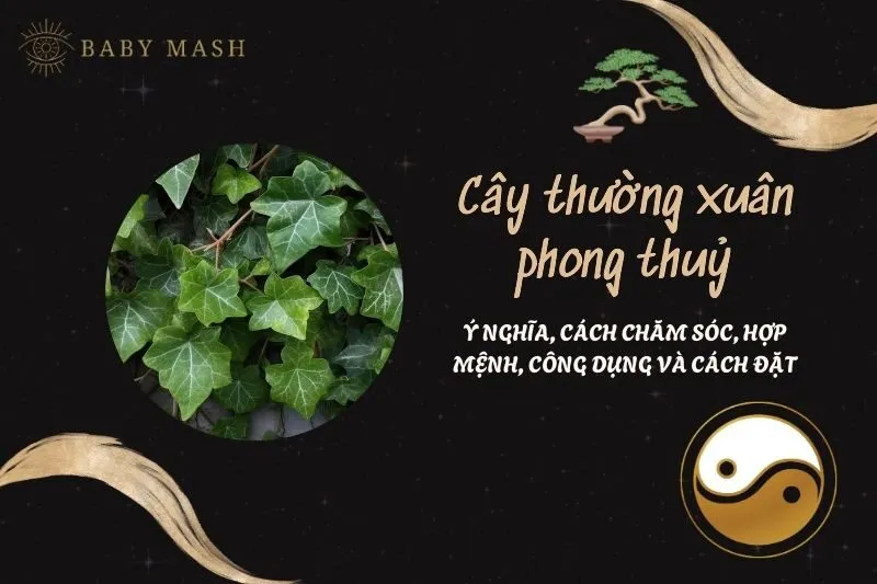 Cây thường xuân phong thuỷ 2025: Ý nghĩa, cách chăm sóc, hợp mệnh, công dụng và cách đặt