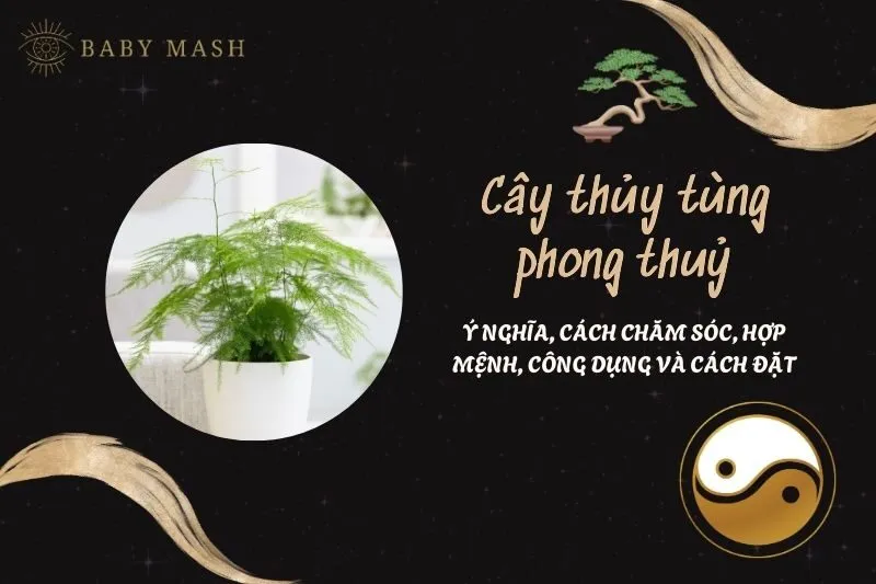 Cây thủy tùng phong thuỷ 2025: Ý nghĩa, cách chăm sóc, hợp mệnh, công dụng và cách đặt