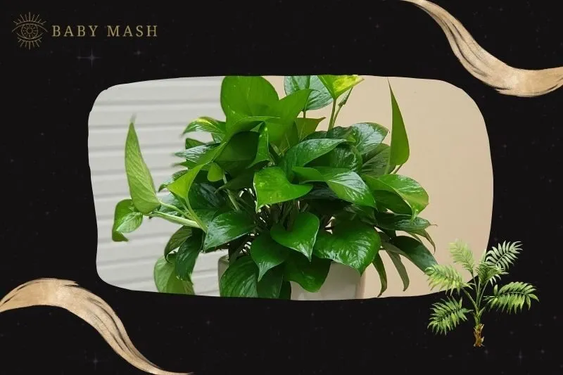 Cây trầu bà phong thuỷ hợp mệnh nào?