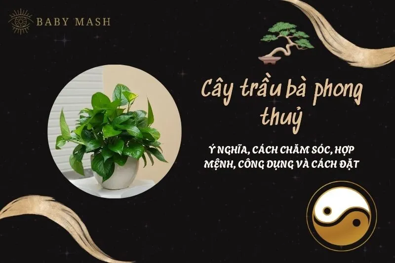 Cây trầu bà phong thuỷ 2025: Ý nghĩa, cách chăm sóc, hợp mệnh, công dụng và cách đặt