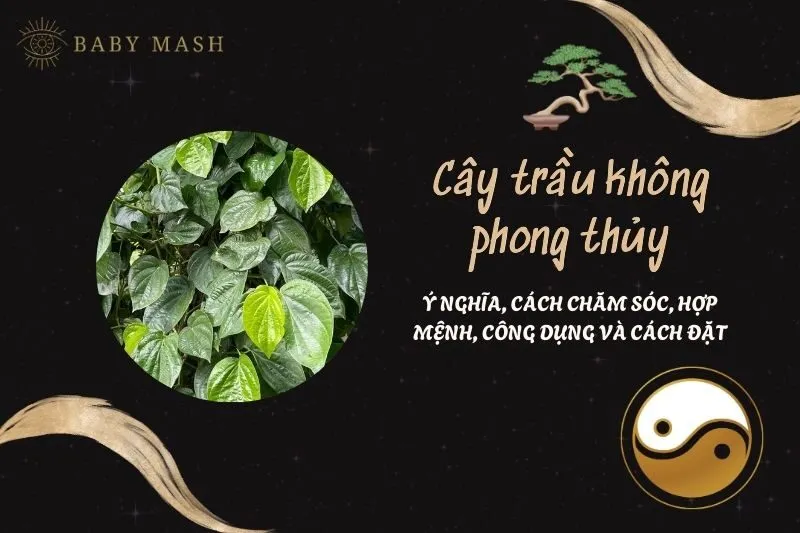 Cây trầu không phong thủy 2025: Ý nghĩa, cách chăm sóc, hợp mệnh, công dụng và cách đặt