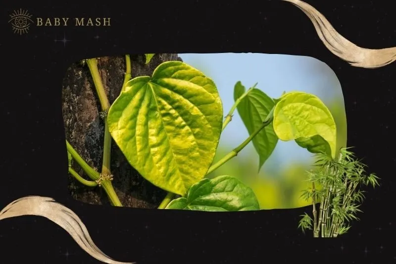 Cây trầu không phong thủy