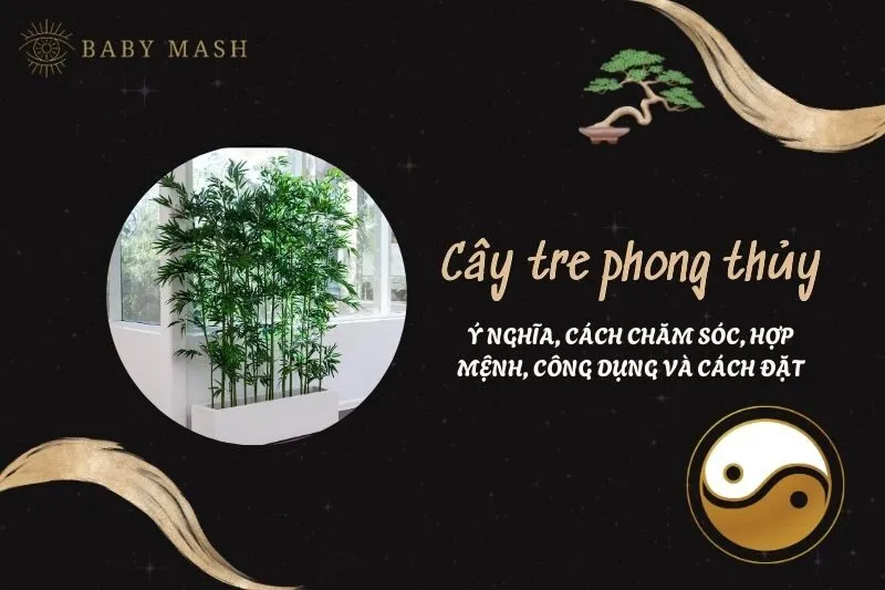 Cây tre phong thủy 2025: Ý nghĩa, cách chăm sóc, hợp mệnh, công dụng và cách đặt