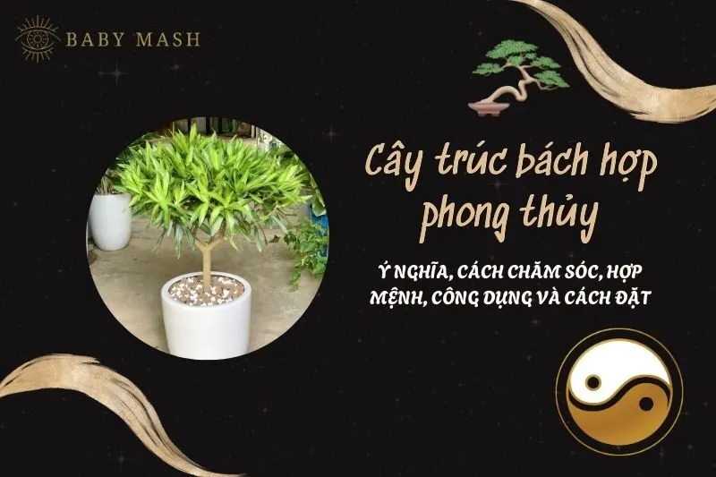 Cây trúc bách hợp phong thủy 2025: Ý nghĩa, cách chăm sóc, hợp mệnh, công dụng và cách đặt