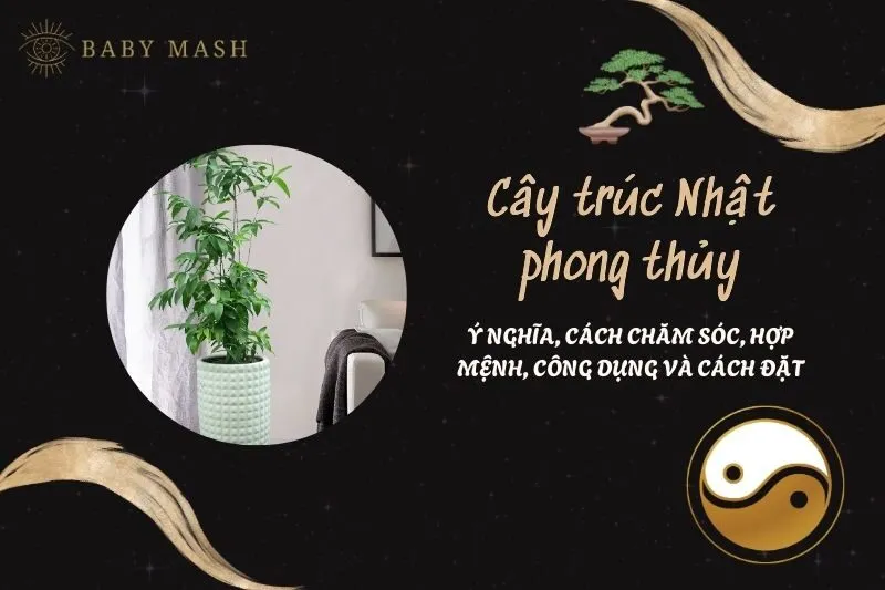 Cây trúc Nhật phong thủy 2025: Ý nghĩa, cách chăm sóc, hợp mệnh, công dụng và cách đặt