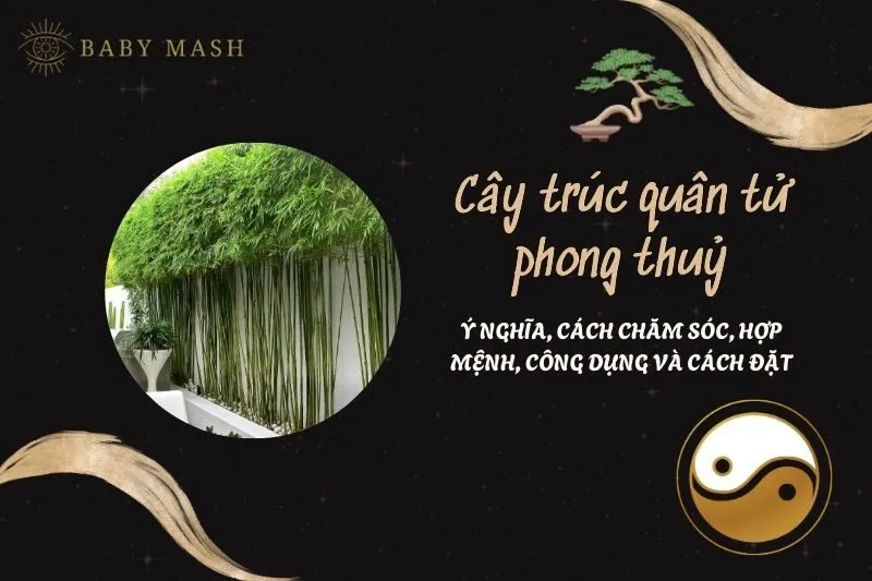 Cây trúc quân tử phong thuỷ 2025: Ý nghĩa, cách chăm sóc, hợp mệnh, công dụng và cách đặt