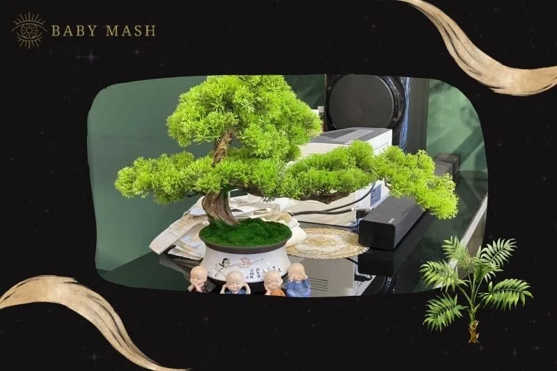 Cây tùng bách phong thủy hợp mệnh nào?