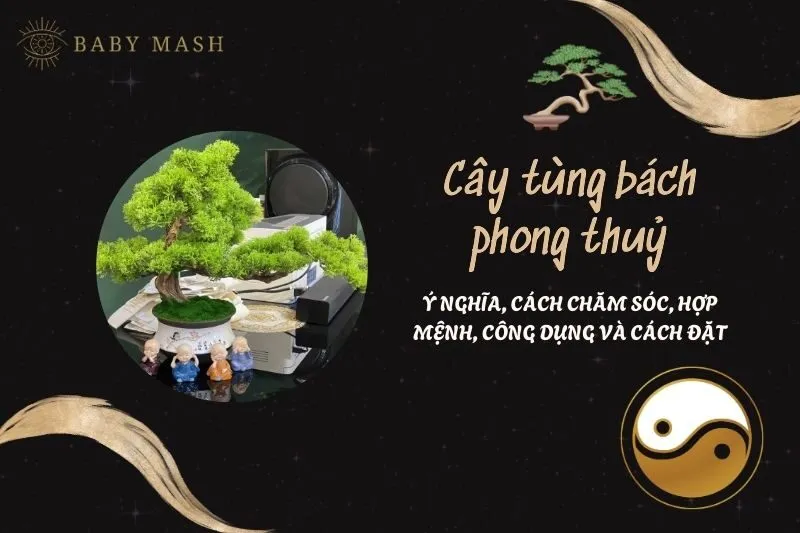 Cây tùng bách phong thuỷ 2025: Ý nghĩa, cách chăm sóc, hợp mệnh, công dụng và cách đặt