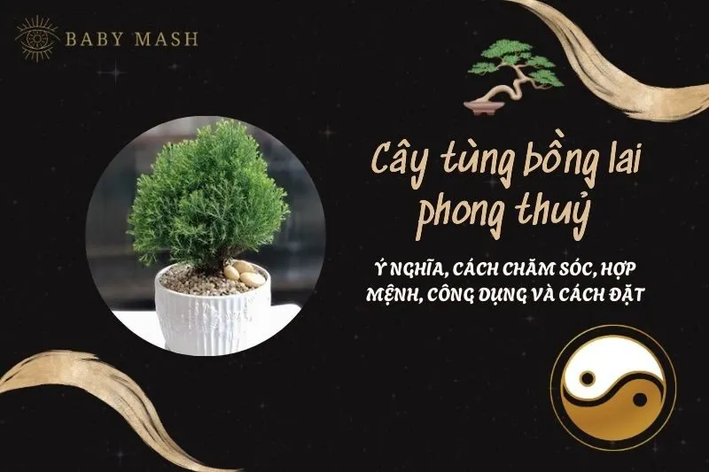Cây tùng bồng lai phong thuỷ 2025: Ý nghĩa, cách chăm sóc, hợp mệnh, công dụng và cách đặt