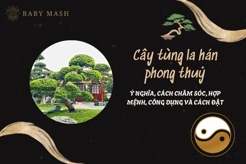 Cây tùng la hán phong thuỷ 2025: Ý nghĩa, cách chăm sóc, hợp mệnh, công dụng và cách đặt