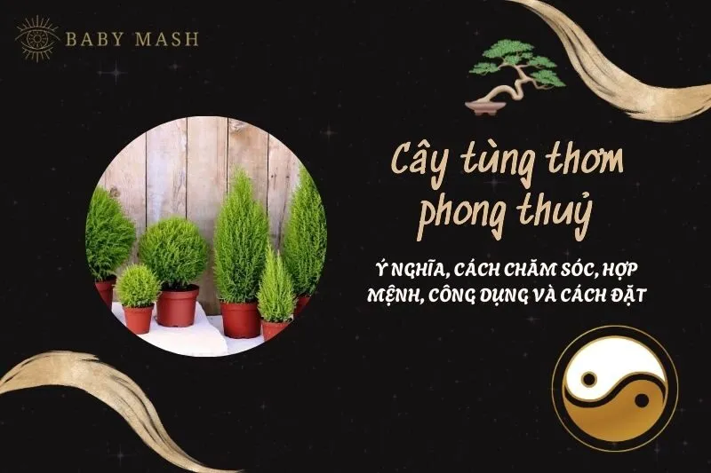 Cây tùng thơm phong thuỷ 2025: Ý nghĩa, cách chăm sóc, hợp mệnh, công dụng và cách đặt