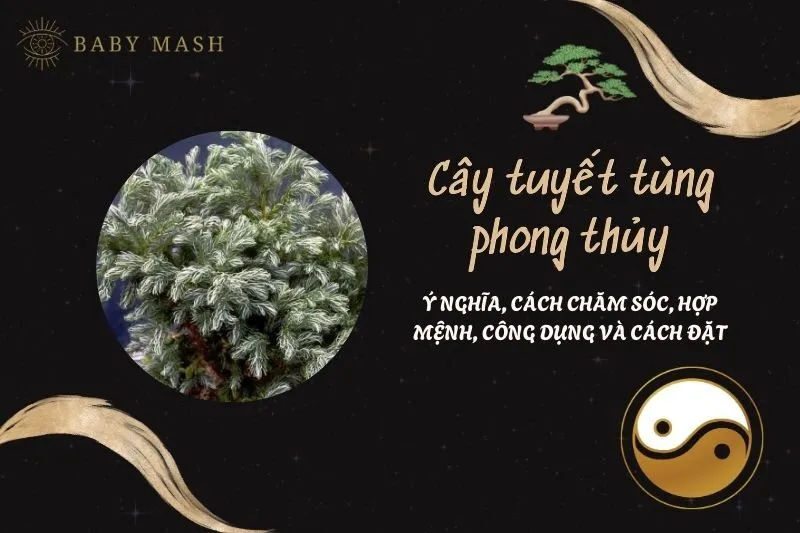 Cây tuyết tùng phong thủy 2025: Ý nghĩa, cách chăm sóc, hợp mệnh, công dụng và cách đặt