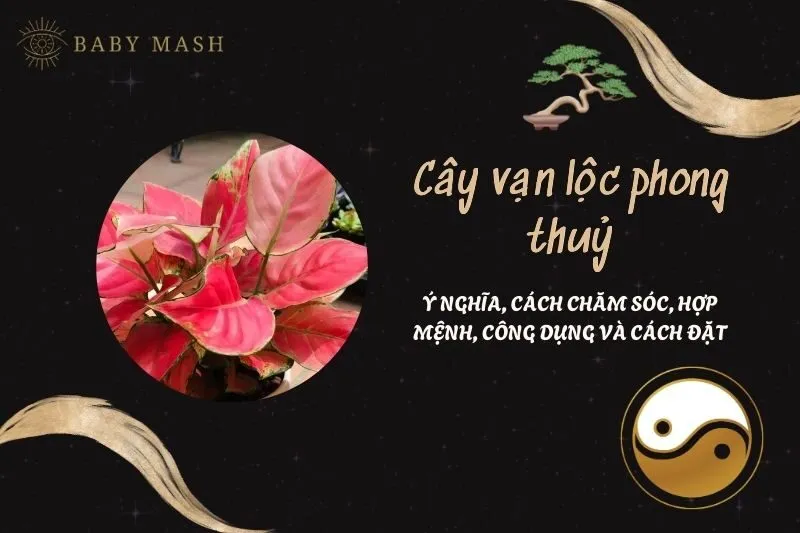 Cây vạn lộc phong thuỷ 2025: Ý nghĩa, cách chăm sóc, hợp mệnh, công dụng và cách đặt