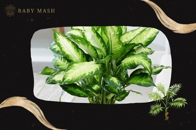 Cây vạn niên thanh phong thủy hợp mệnh nào?