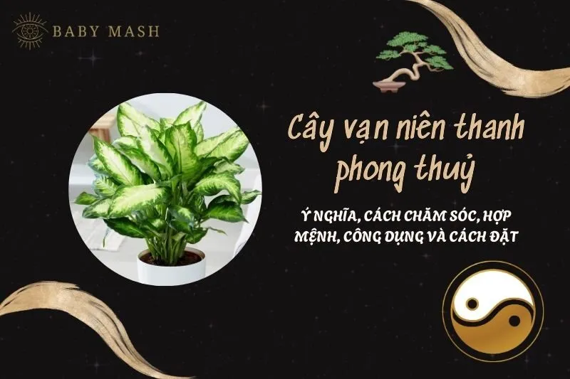 Cây vạn niên thanh phong thuỷ 2025: Ý nghĩa, cách chăm sóc, hợp mệnh, công dụng và cách đặt